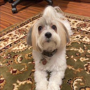 Meet your Posher, Sophia